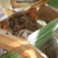 Anxious tarsier