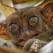 Scared tarsier extreme close up