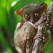 Sweet looking tarsier