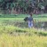 Walking through rice paddies