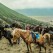Horses near Bromo