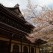 Sakura and temple