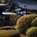 Saihoji moss garden temple