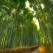 Arishiyama bamboo grove