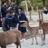 School children feeding the deer