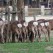 Deer butts in Nara