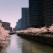 Cherry trees on the Meguro river