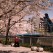 Man reading peacefully under a sakura tree