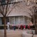 Preschool kids walking by the sakuras