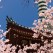 Temple and sakura