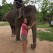 Nice Elephant