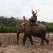 Riding the Elephants Toward the River