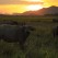 Buffalo  near Phong Nha