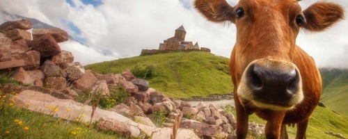 Cow Near Kazbegi