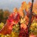 Autumn Red Grape Vines